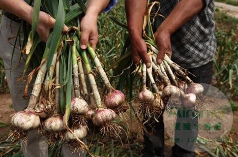 大蒜追肥用什么肥料好