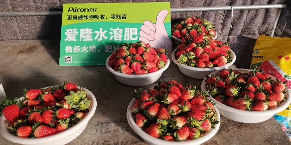 草莓肥料