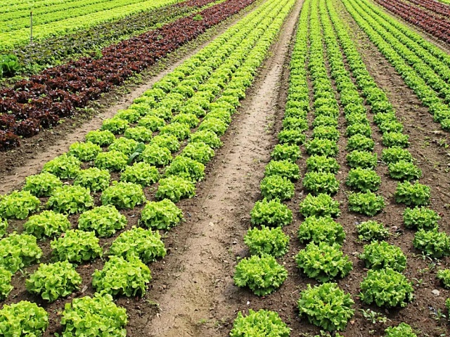 矿源黄腐酸的作用与功能