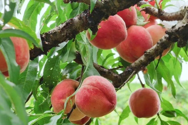 果树疏花疏果技术