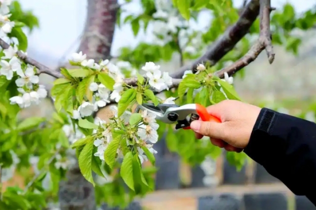 果树疏花疏果技术