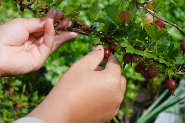果树疏花疏果技术
