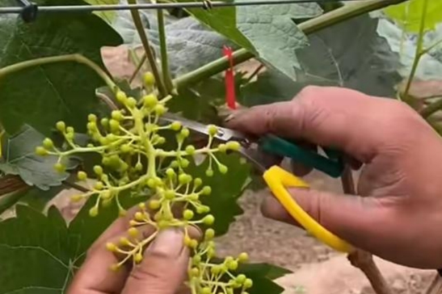 果树疏花疏果技术