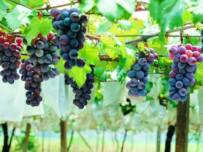 葡萄避雨栽培的注意事项