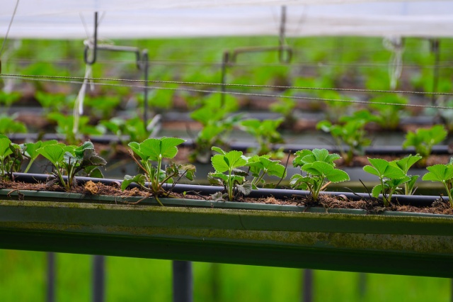 水溶肥科学施肥要点