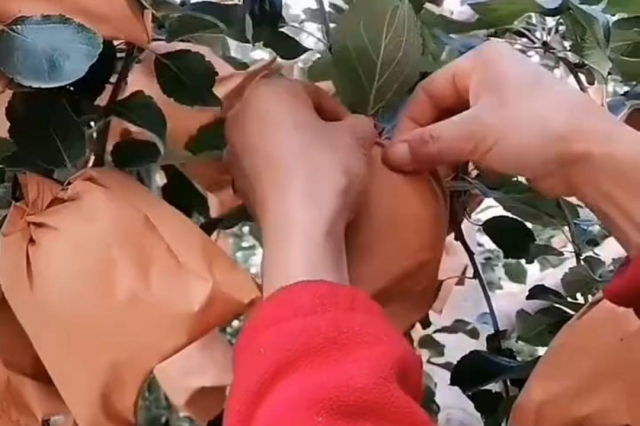 苹果套袋后管理