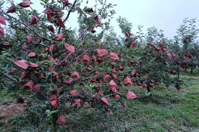 苹果套袋后管理