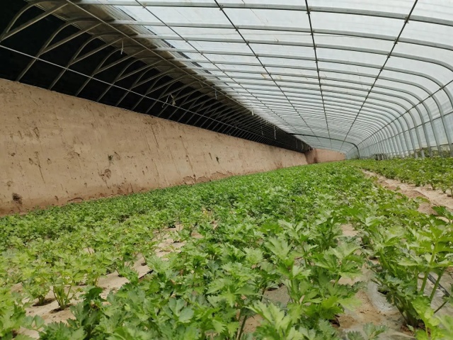 日光温室蔬菜冬季生产管理技术