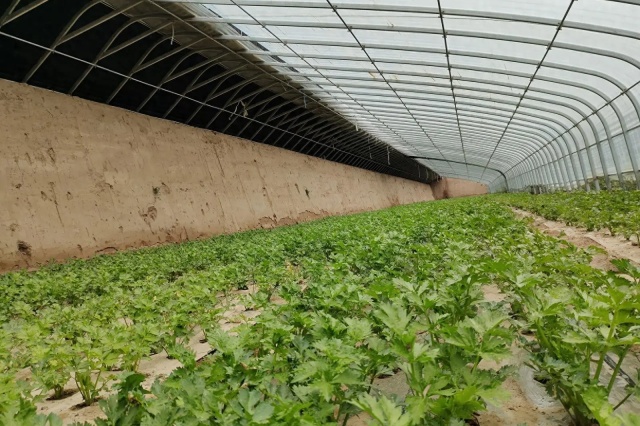 日光温室蔬菜冬季生产管理技术