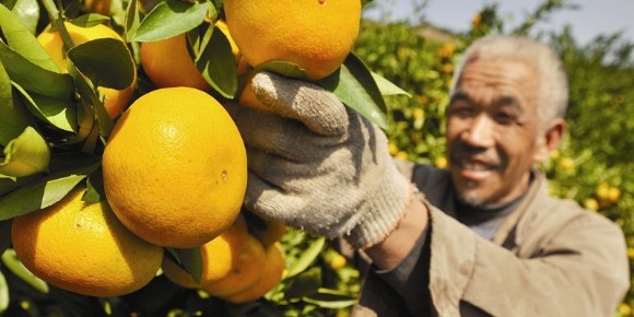 水溶肥厂家-爱隆助力柑橘种植户增产增收