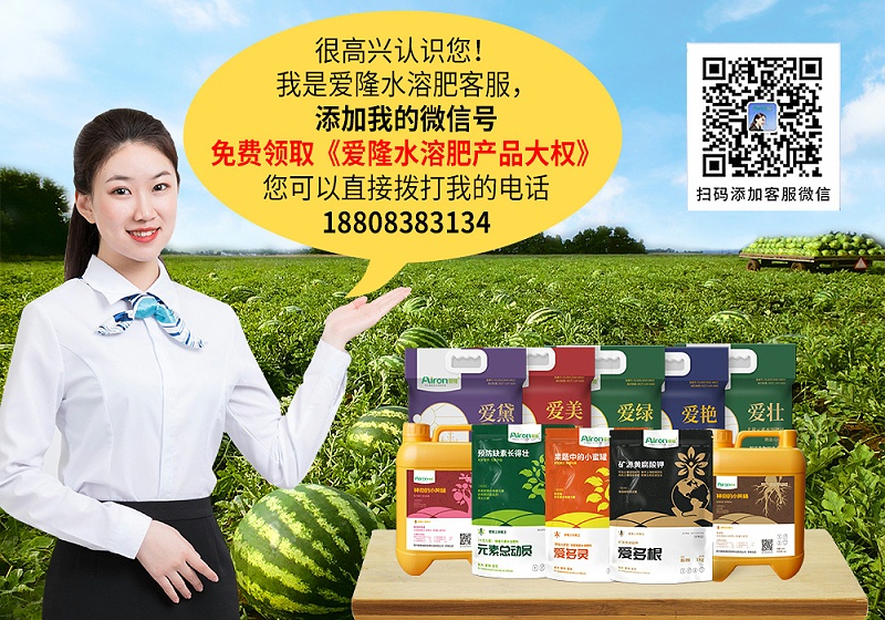 大棚番茄夏季管理