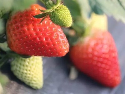 草莓营养元素缺乏的症状