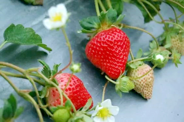 草莓营养元素缺乏的症状
