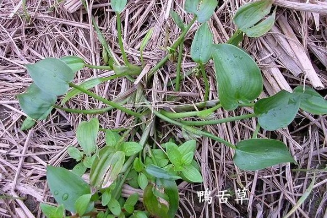 土壤肥瘦判断土办法