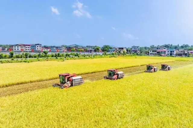 土壤肥瘦判断土办法