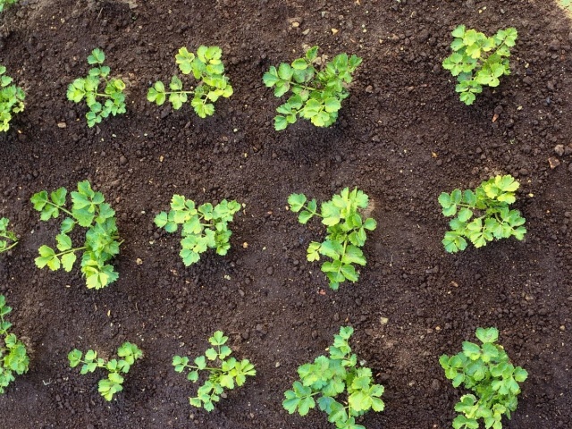 土壤肥瘦判断土办法