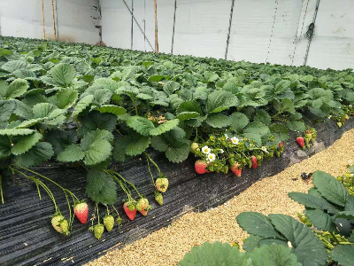 草莓开花坐果期施什么肥?草莓水溶肥的使用方法