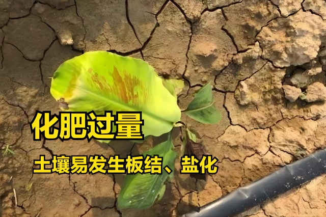 施肥过量