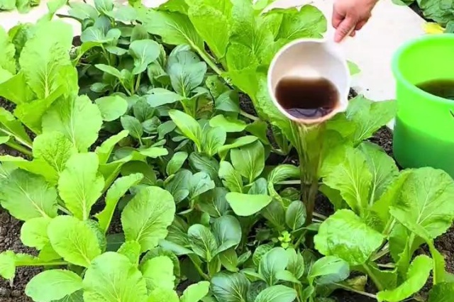 作物施肥要点