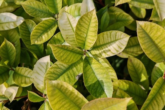 植物叶片发黄的原因与解决办法