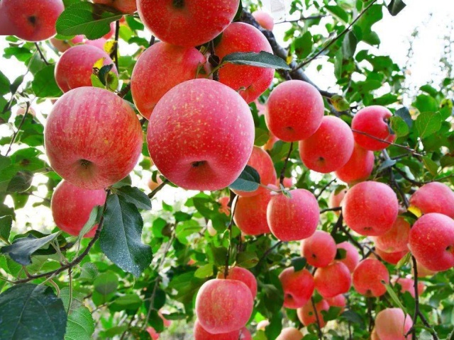 水溶肥好坏判断