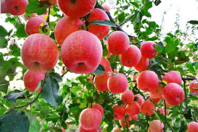 水溶肥好坏判断