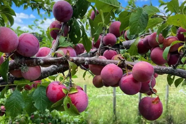水溶肥好坏判断