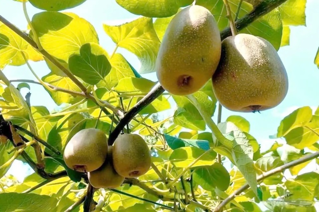 水溶肥好坏判断