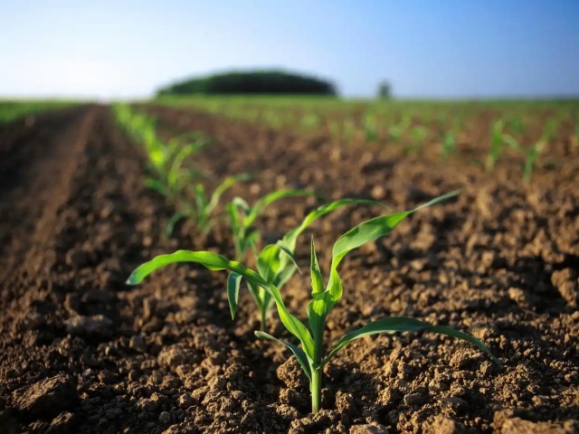 水溶肥与土壤有机质