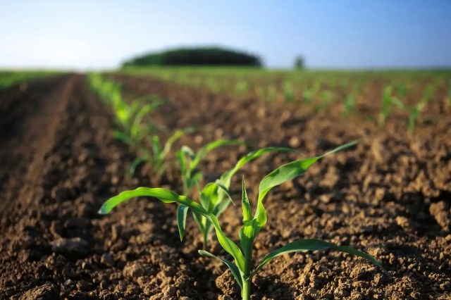 水溶肥与土壤有机质