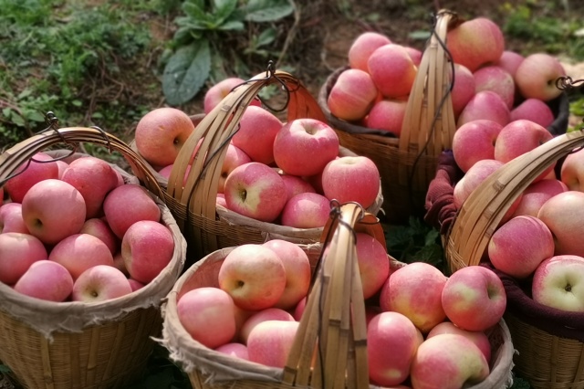 水溶肥与土壤有机质