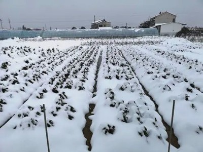 冬季作物防冻