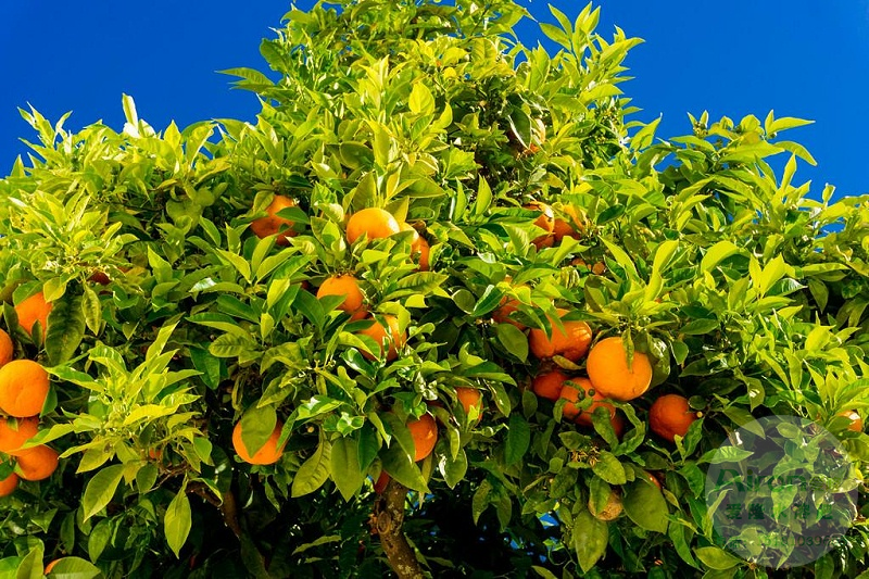 柑橘留树采摘后,产量