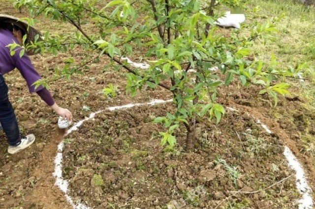 春季果树萌芽前保花保果施肥技术