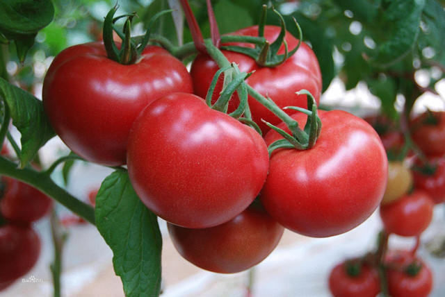 番茄冻害的预防方法