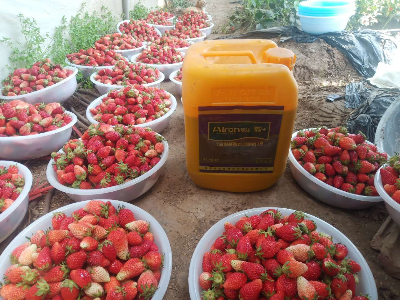 种草莓用水溶肥存在哪些误区？如何解决？