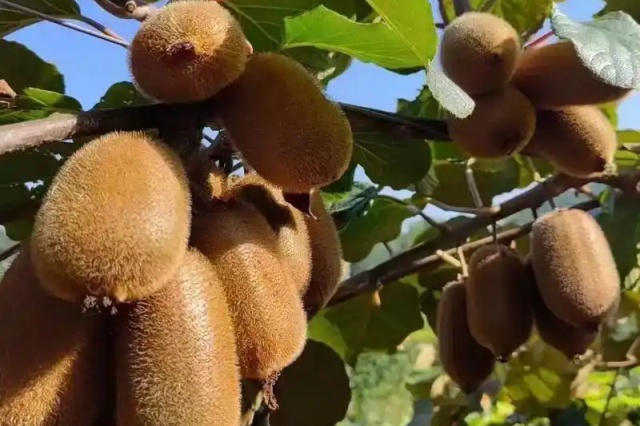 微生物肥料的种类作用与施用方法