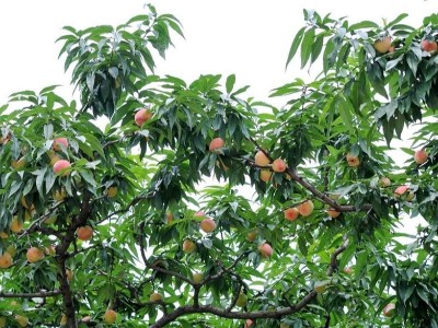 春季桃树如何施肥
