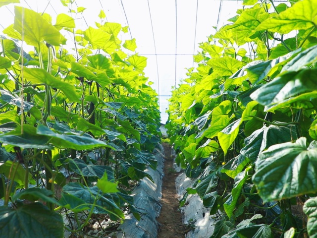 含氨基酸水溶肥特点与优势