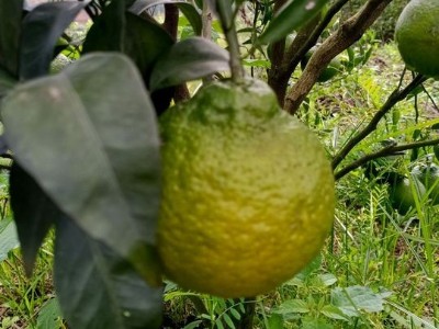 柑橘溃疡病及防治
