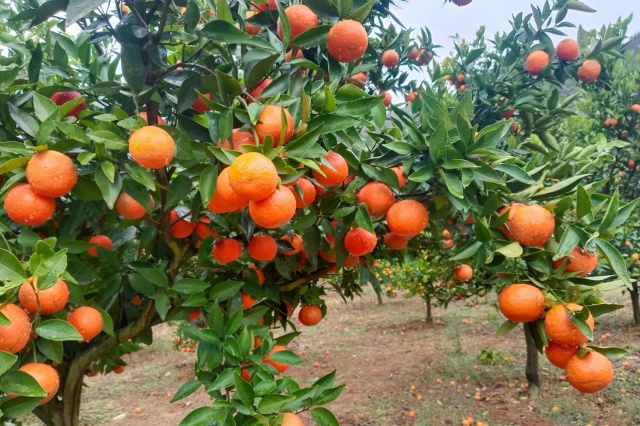 柑橘出现大小果的原因与防治措施