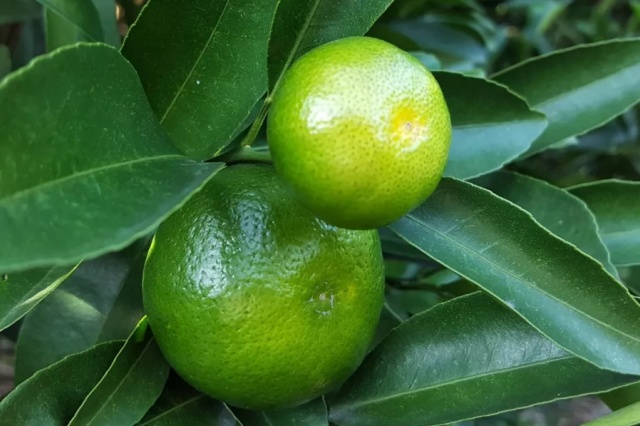 柑橘出现大小果的原因与防治措施