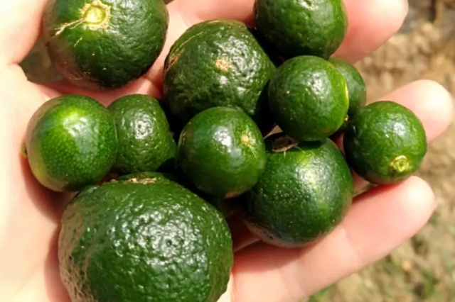 柑橘出现大小果的原因与防治措施