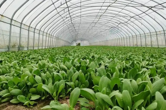塑料大棚蔬菜冬季生产技术