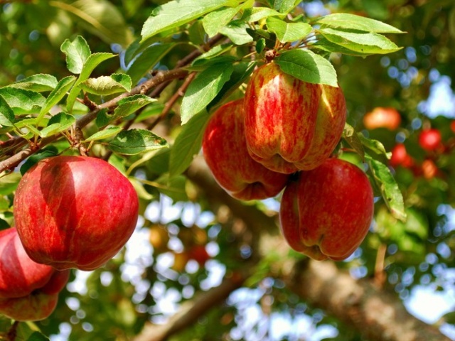 果树土肥水管理四大误区