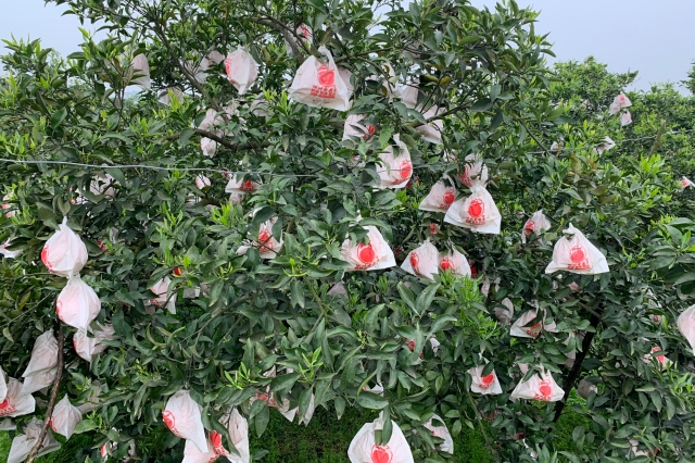 夏季果树管理
