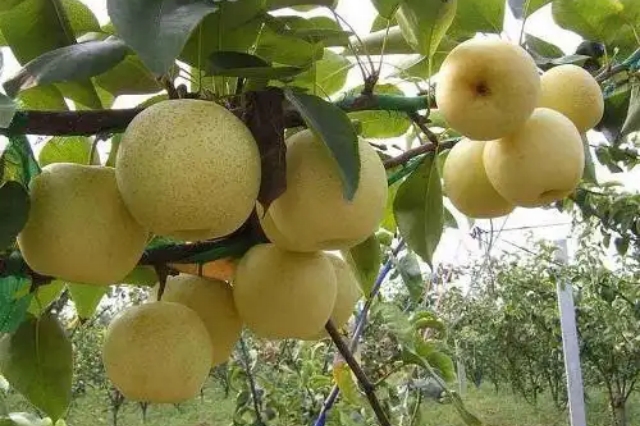 夏季果树管理