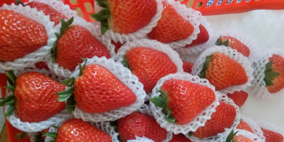 爱隆水溶肥丨山东莱西草莓
