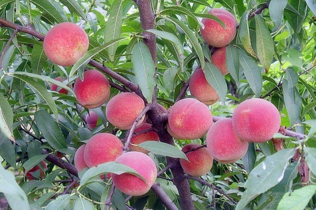 水溶肥特点优势