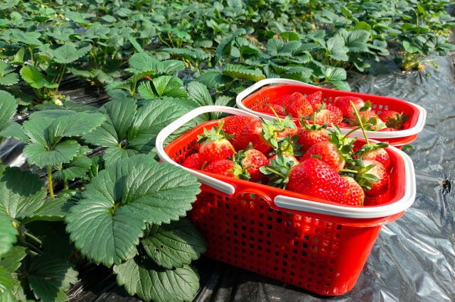 草莓施肥管理 草莓施肥管理